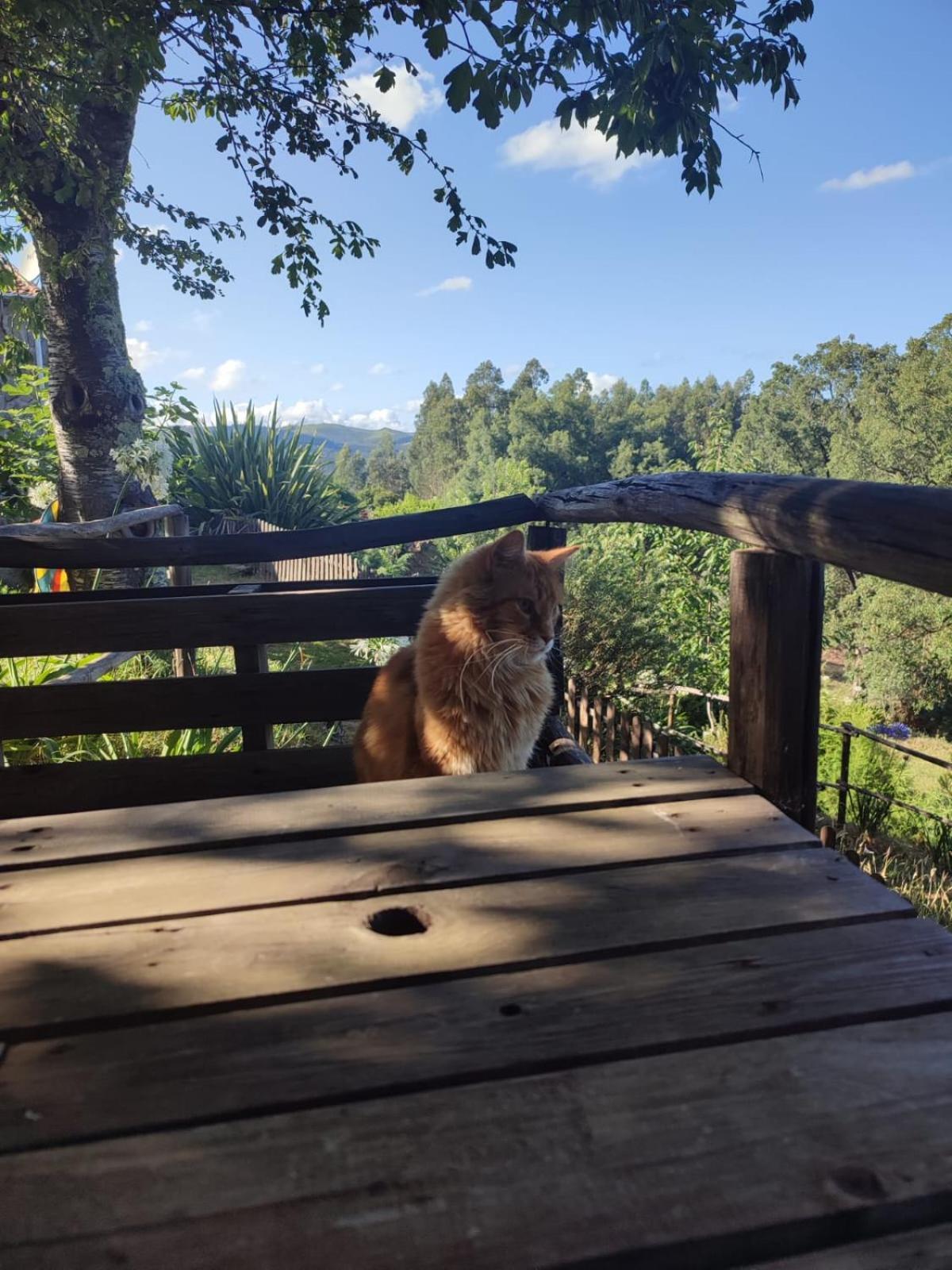 Alojamento Casa Do Cabeco Alombada Macinhata do Vouga Ngoại thất bức ảnh