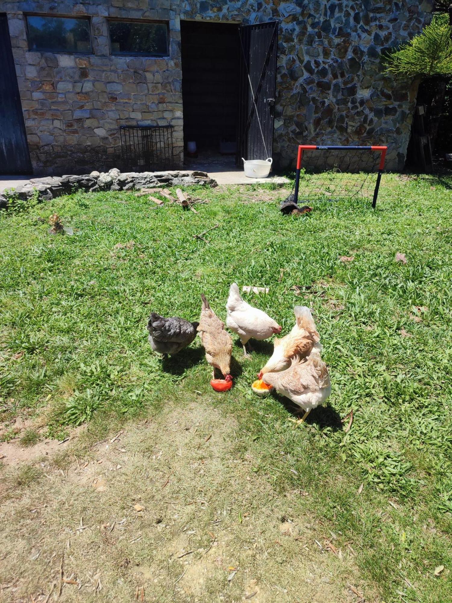 Alojamento Casa Do Cabeco Alombada Macinhata do Vouga Ngoại thất bức ảnh